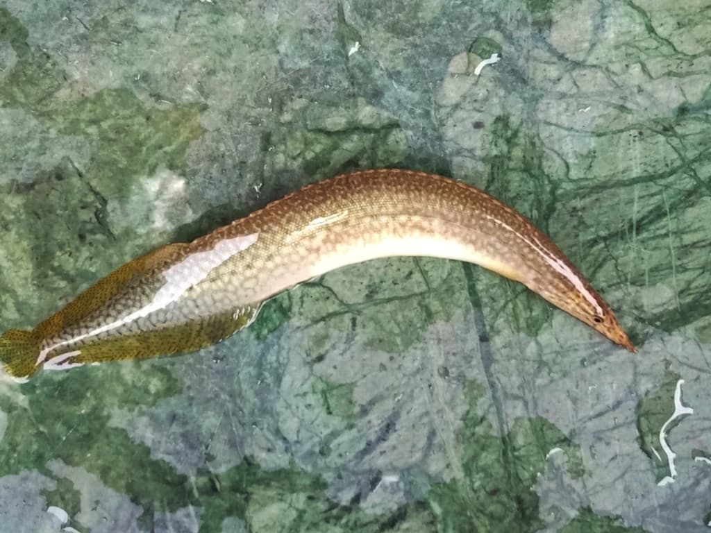 Barred Spiny Eel