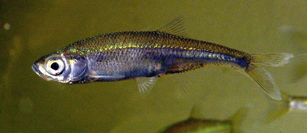 Belica