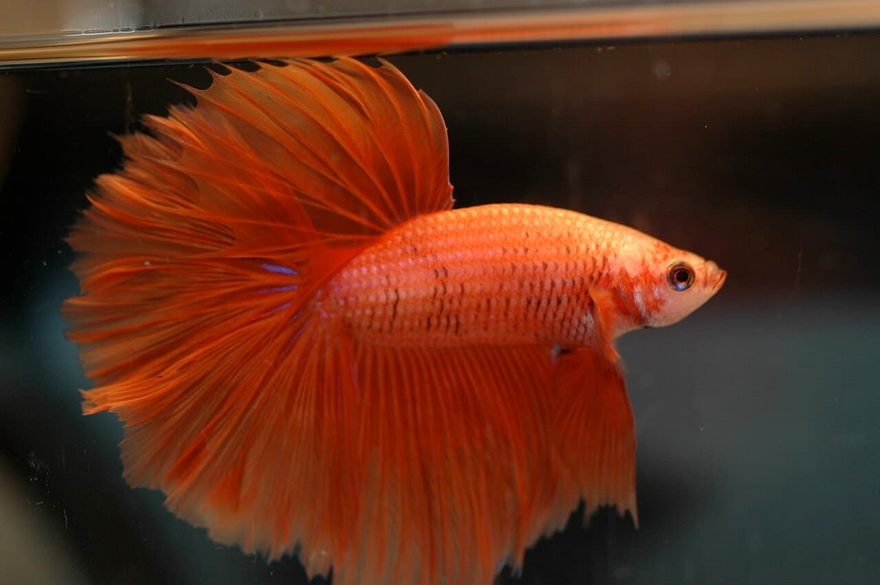 Betta