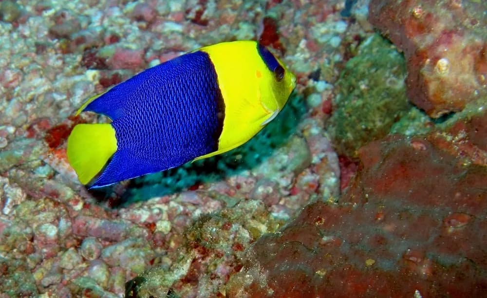 Bicolor Angelfish