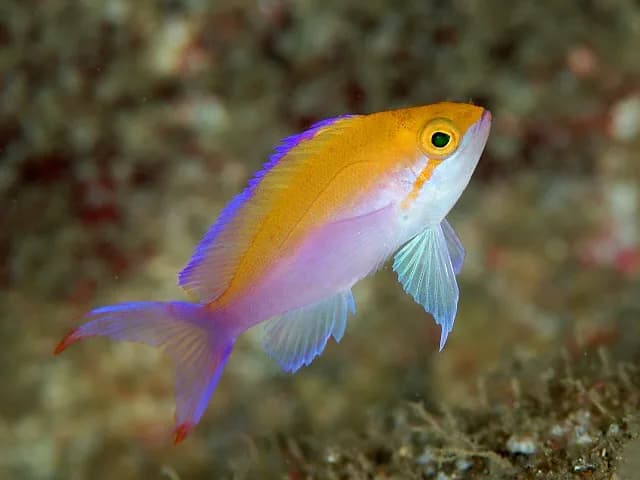 Bicolor Anthias