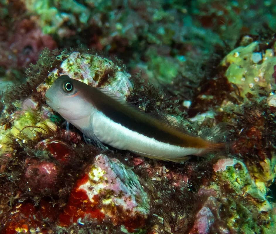 Bicolor Blenny