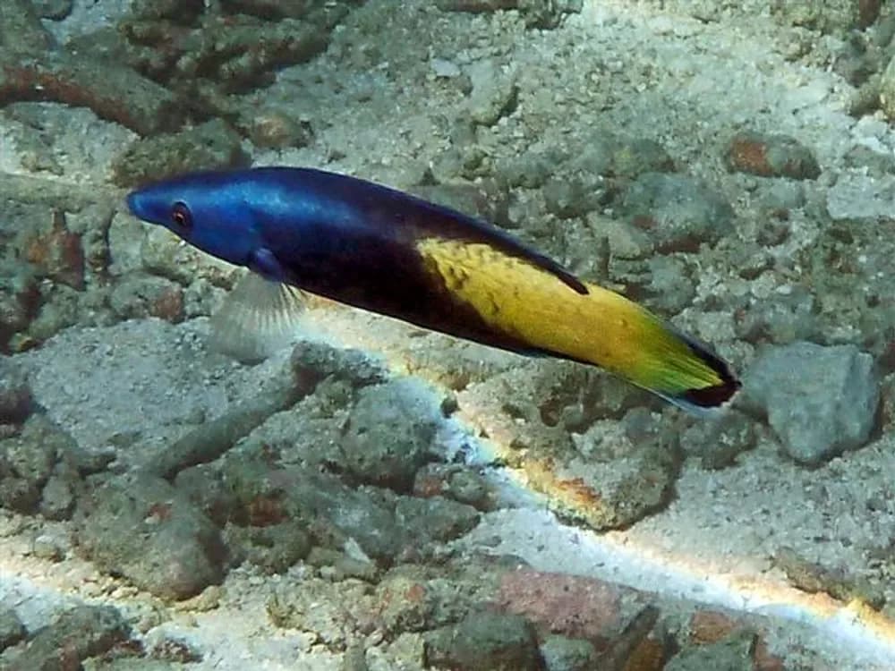 Bicolor Cleaner Wrasse