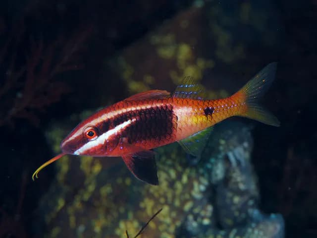 Bicolor Goatfish