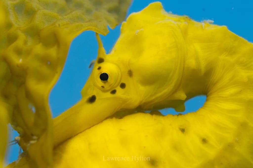 Bigbelly Seahorse