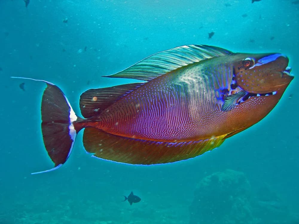 Bignose Unicornfish