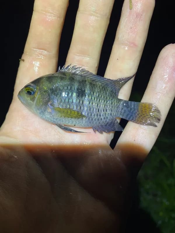 Black Acara