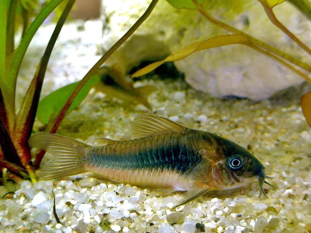 Black Band Catfish