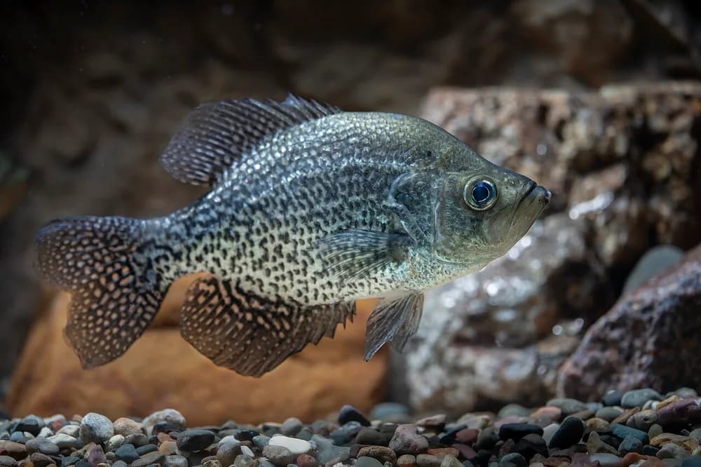 Black Crappie