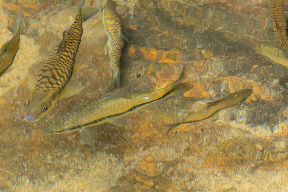 Black Lined Barb