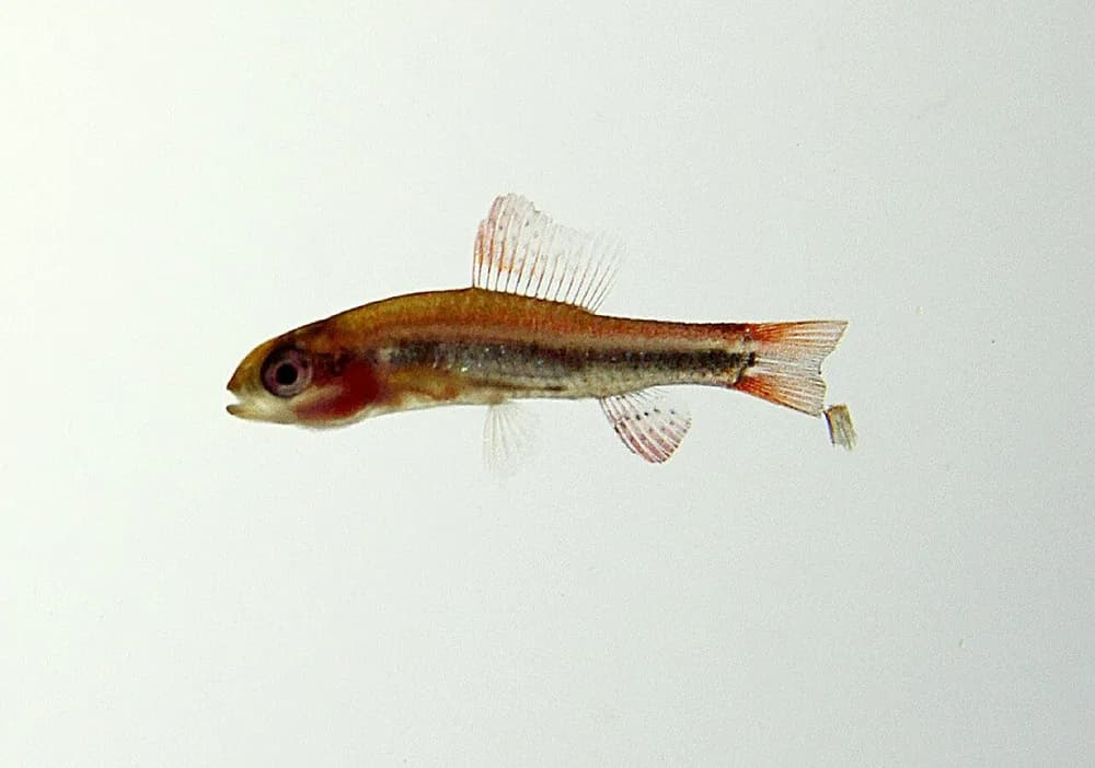 Black Morpho Tetra