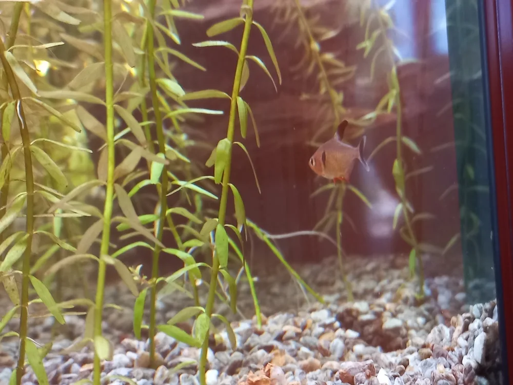 Black Phantom Tetra