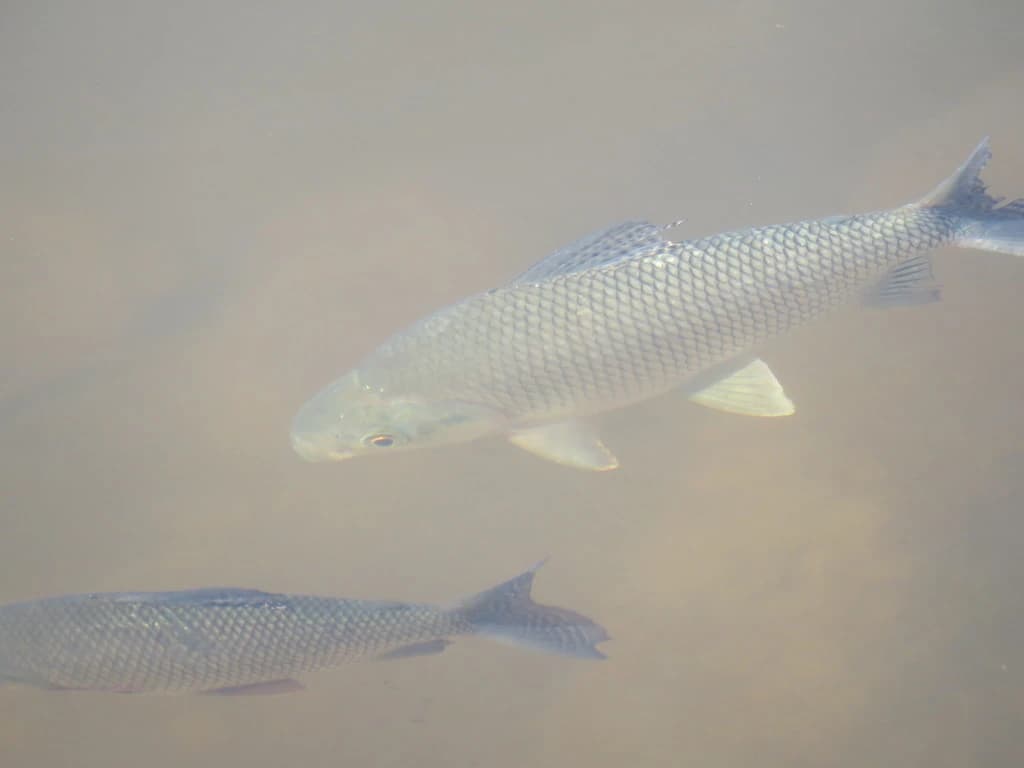 Black Prochilodus