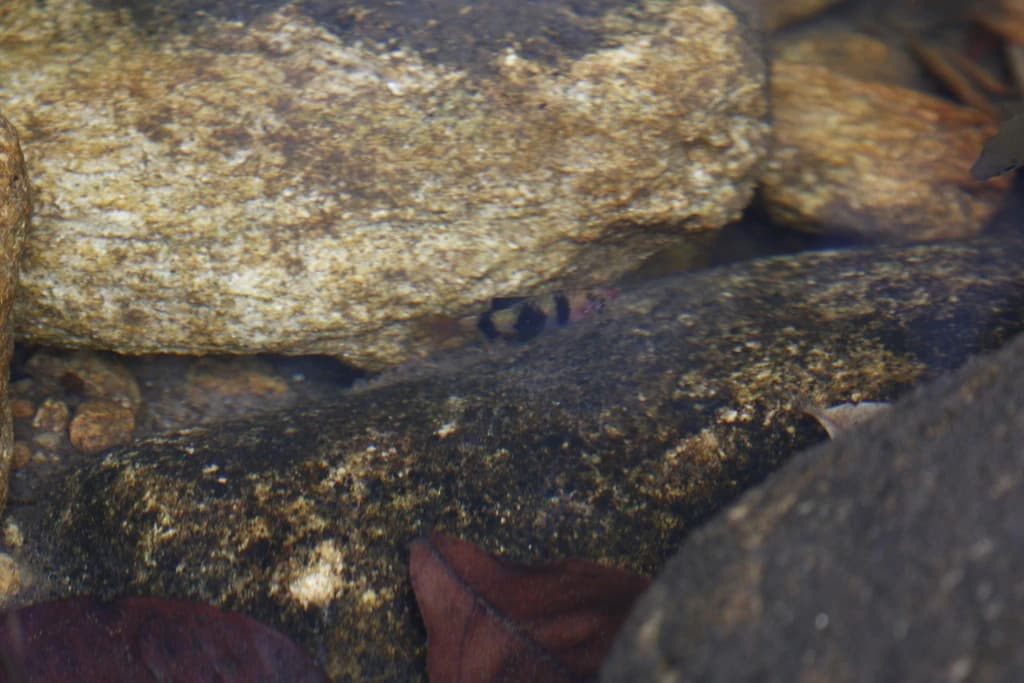 Black Ruby Barb