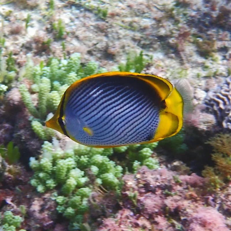 Blackback Butterflyfish