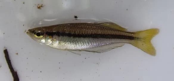 Blackbanded Rainbowfish