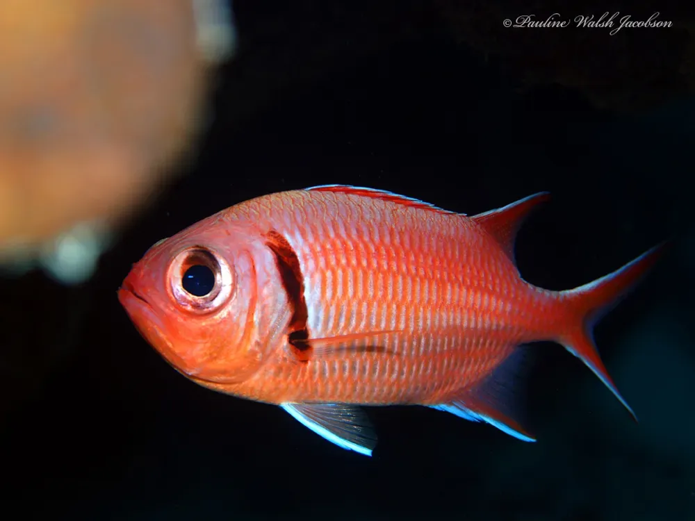 Blackbar Soldierfish