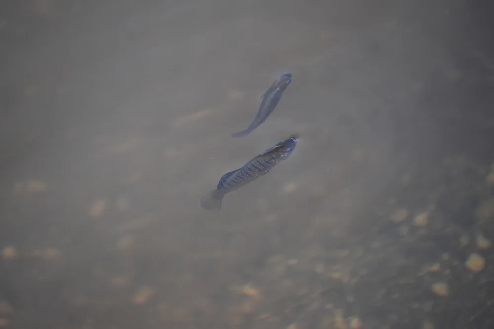 Blackbarred Limia
