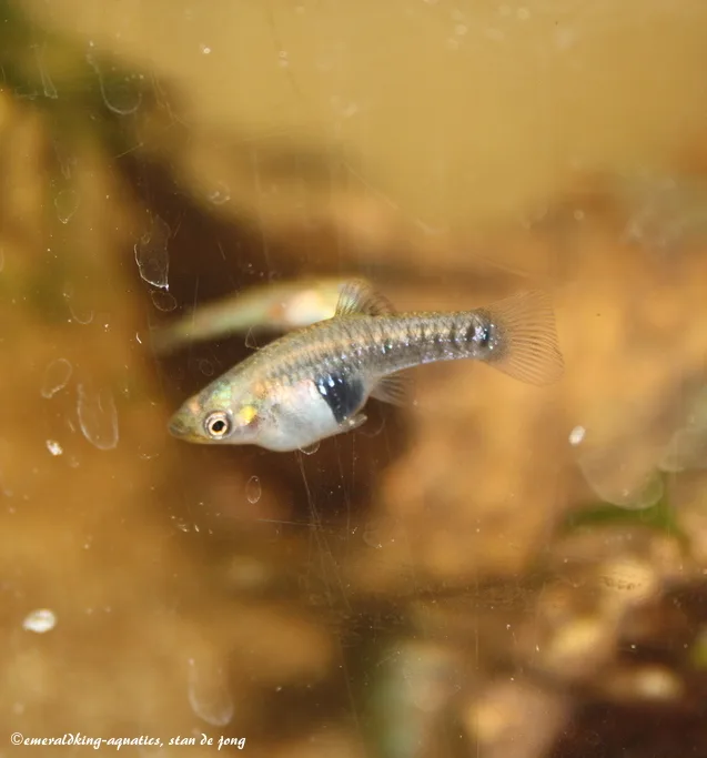 Blackbelly Limia