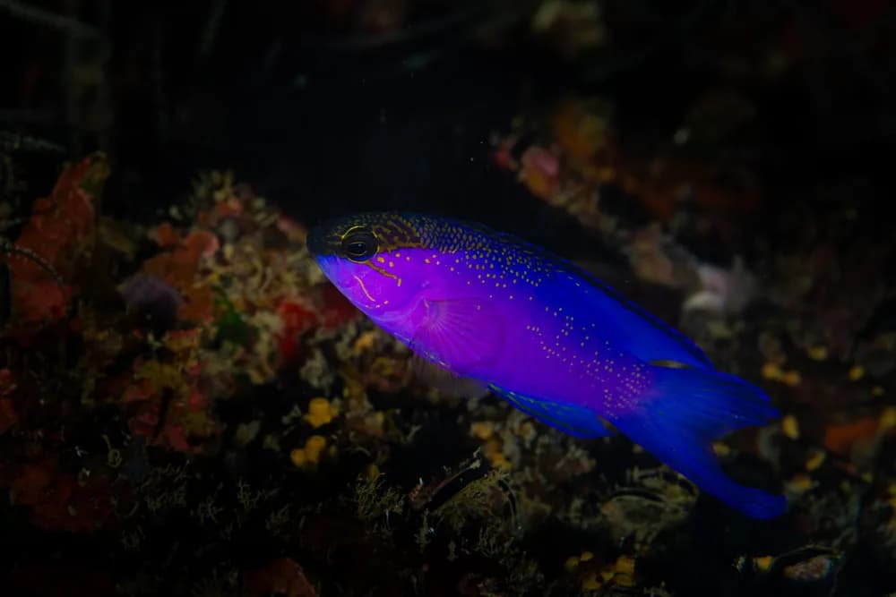 Blackcap Basslet