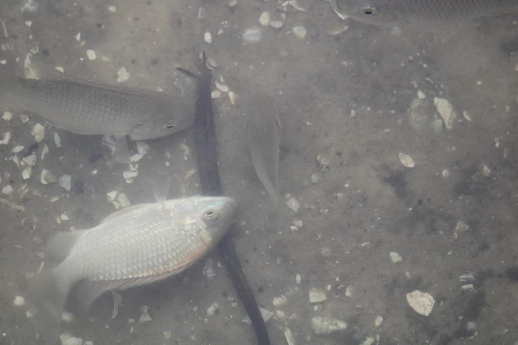 Blackchin Tilapia