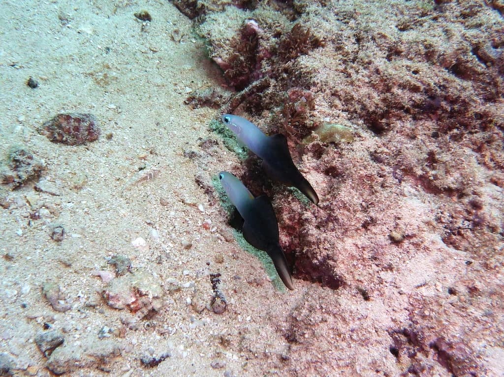 Blackfin Dartfish
