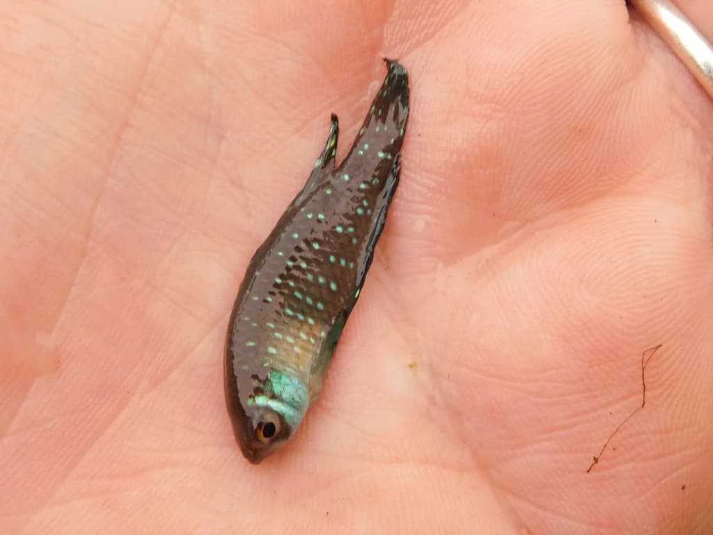 Blackfin Pearlfish