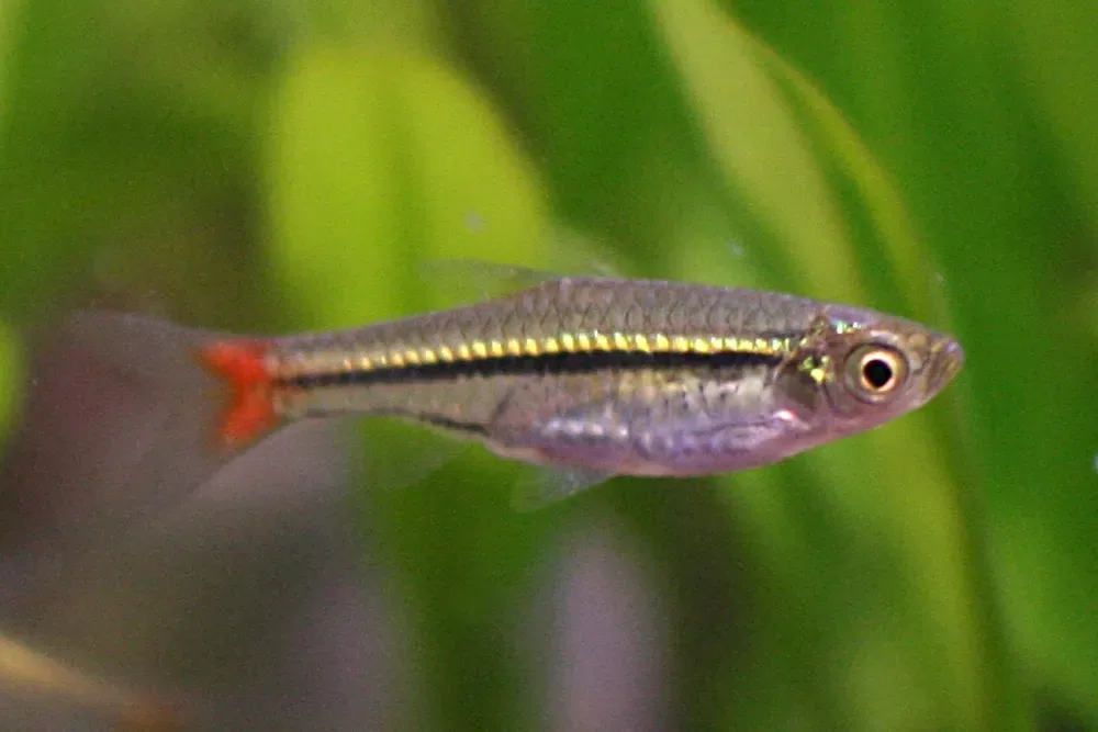 Blackline Rasbora