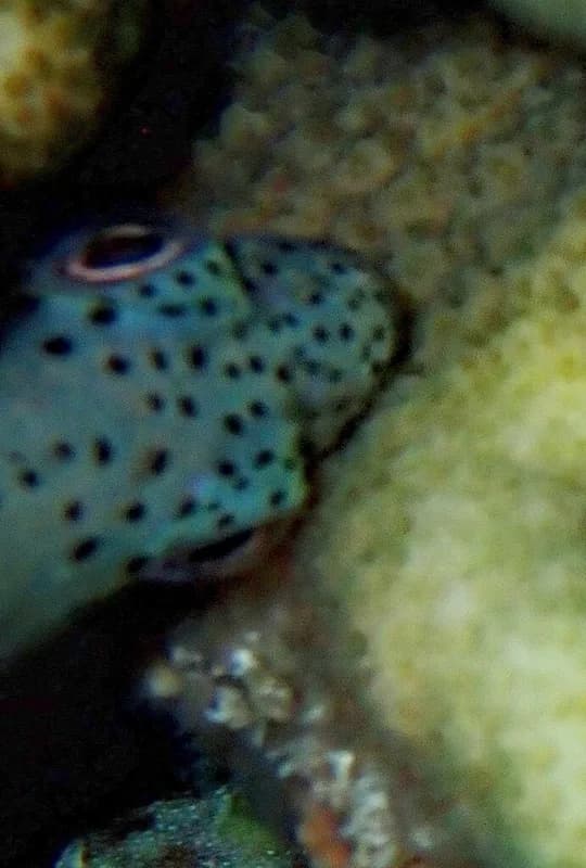 Blackside Hawkfish
