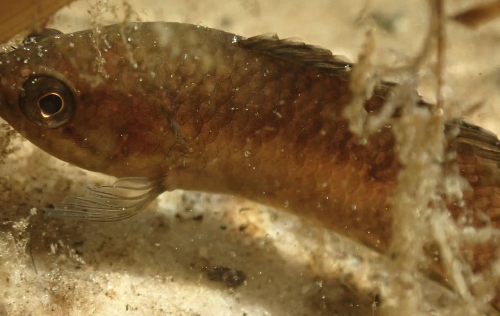 Blackspot Climbing Perch