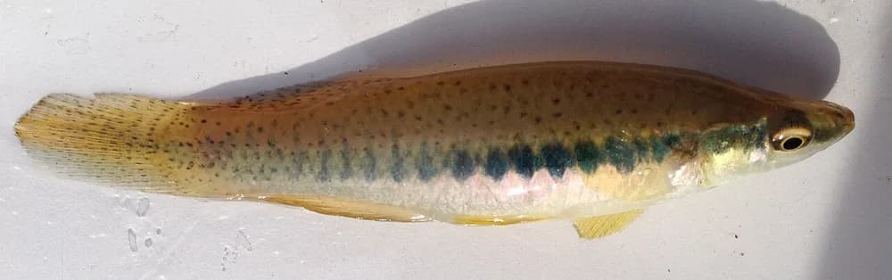 Blackspotted Topminnow