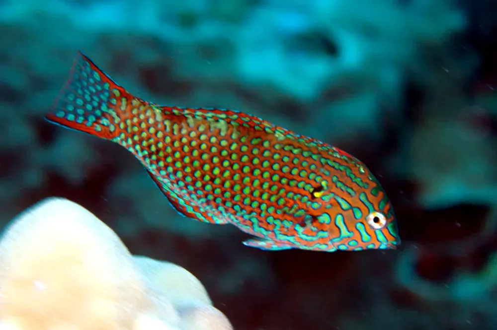 Blackspotted Wrasse
