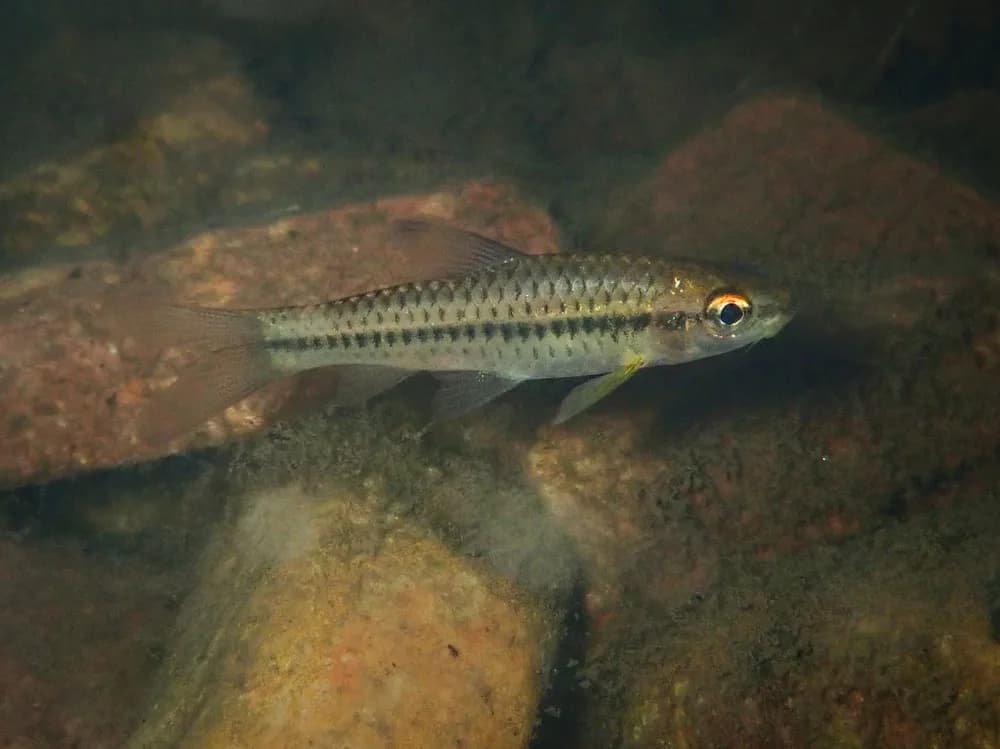 Blackstripe Barb