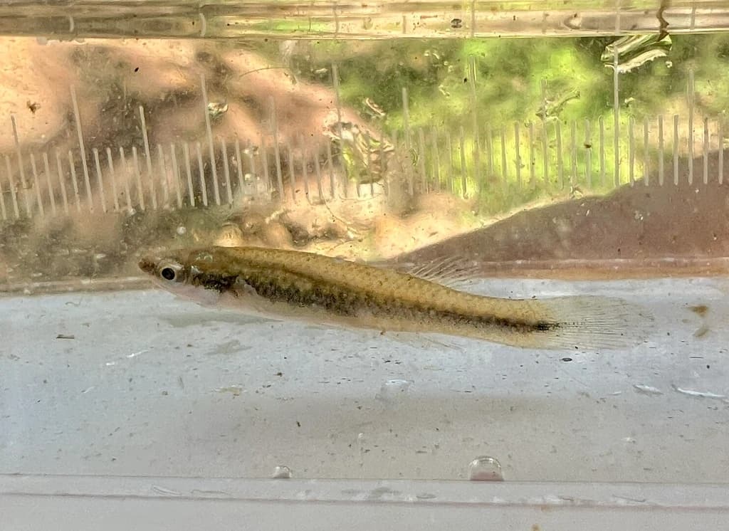 Blackstripe Topminnow
