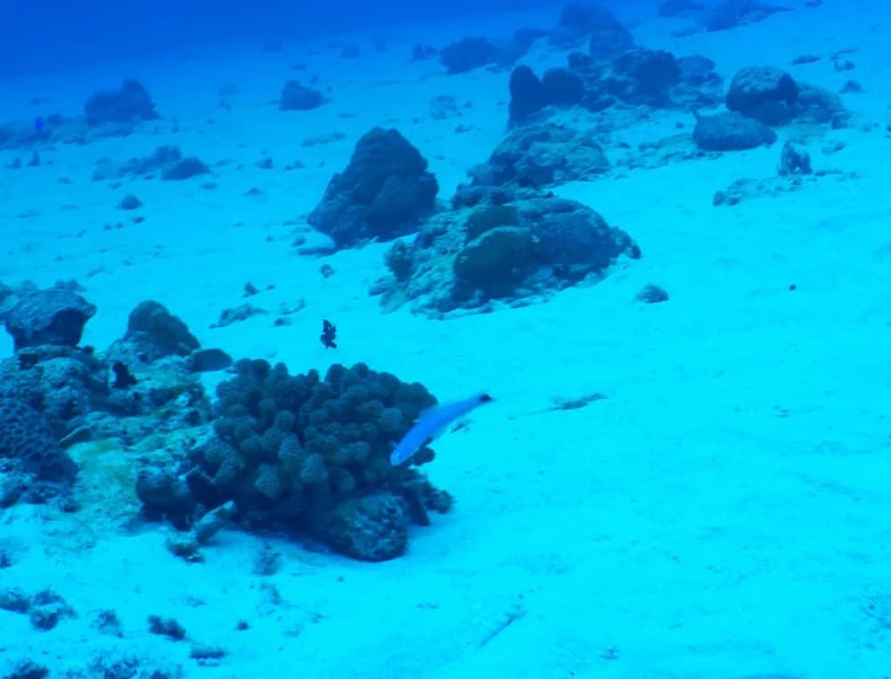 Blacktail Goby
