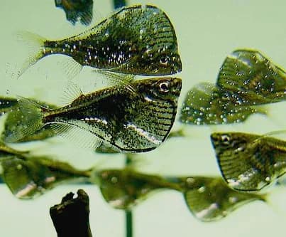 Blackwing Hatchetfish
