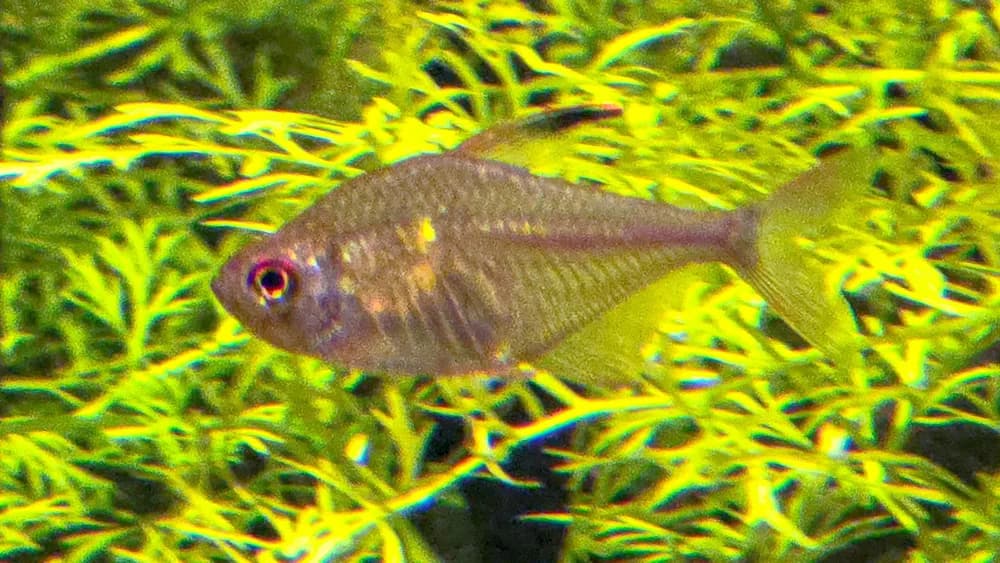 Bleeding-Heart Tetra