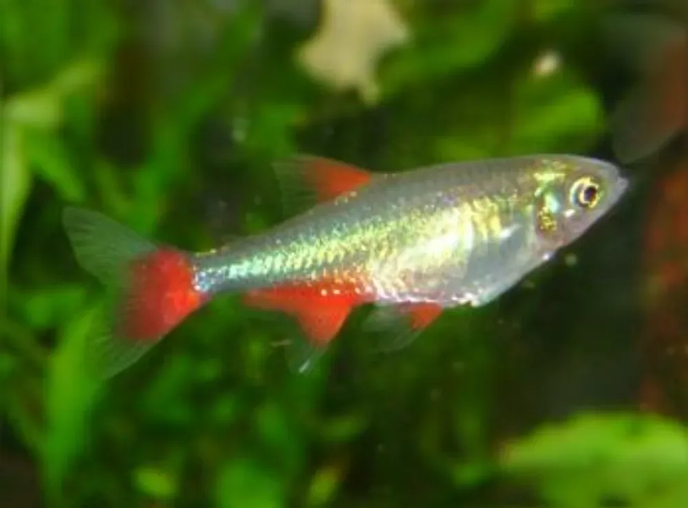 Bloodfin Tetra