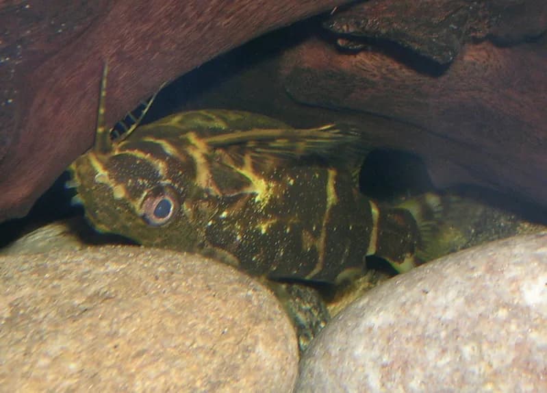 Blotched Upsidedown Catfish