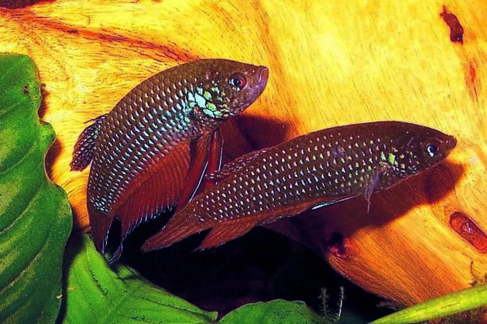 Blue Betta