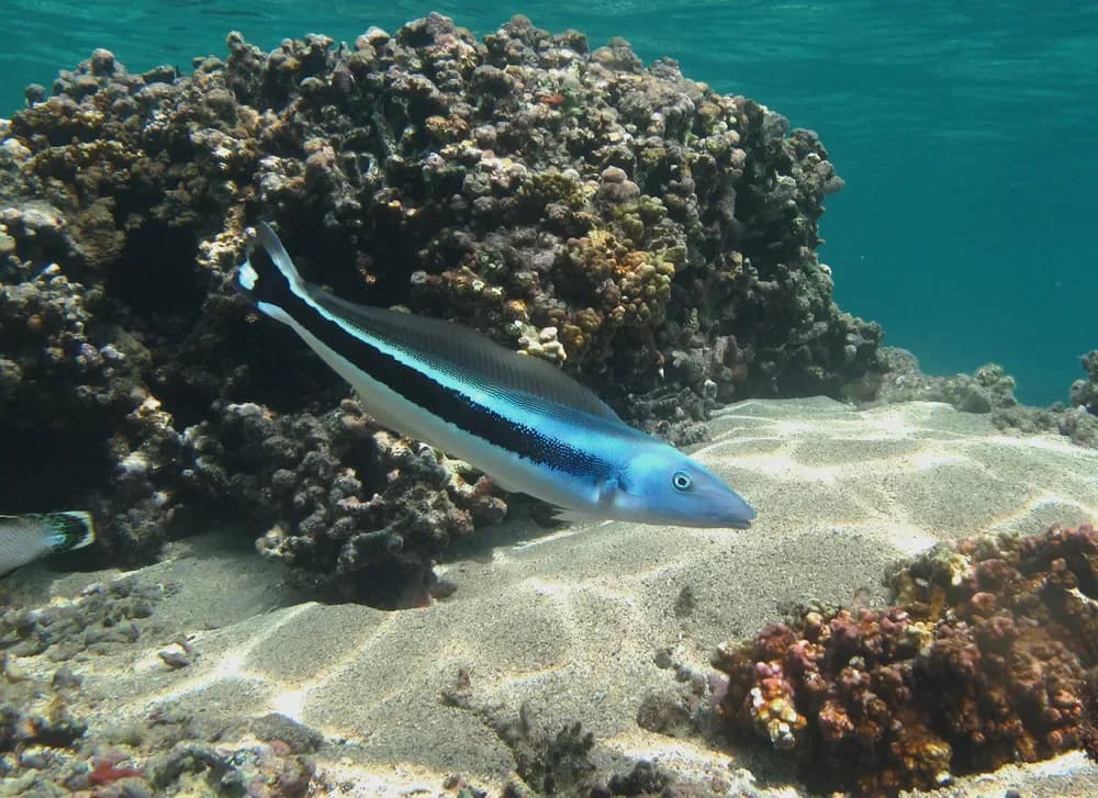 Blue Blanquillo