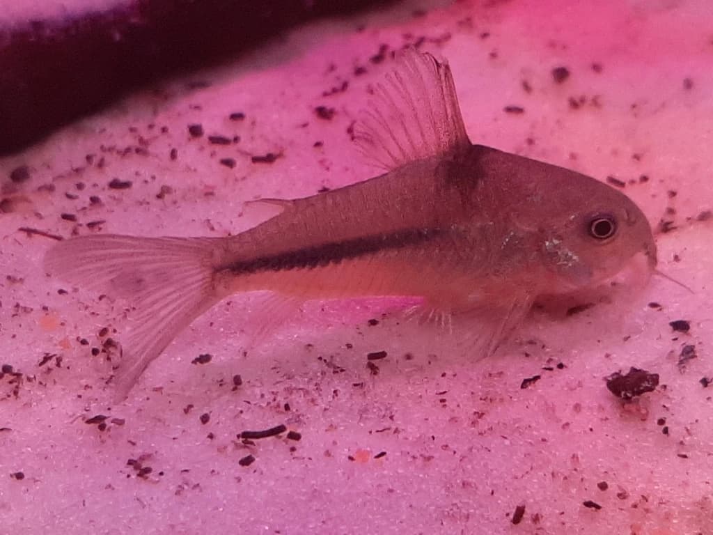 Blue Corydoras