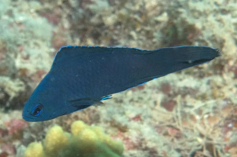 Blue Devilfish