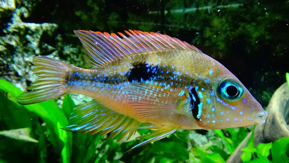 Blue Flash