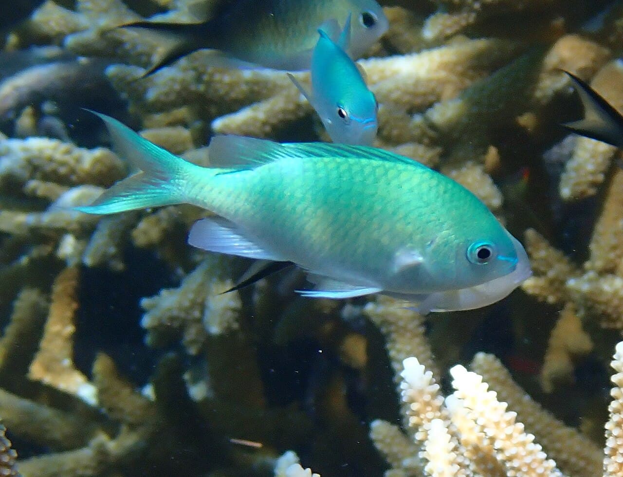 Blue Green Chromis