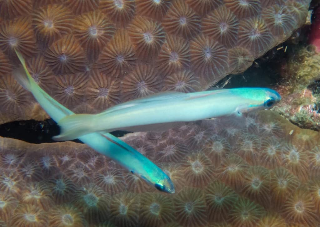 Blue Gudgeon