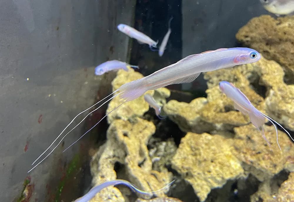 Blue Hana Goby