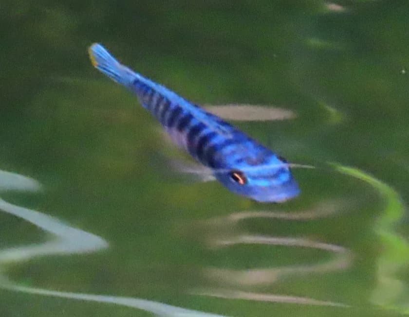 Blue Mbuna