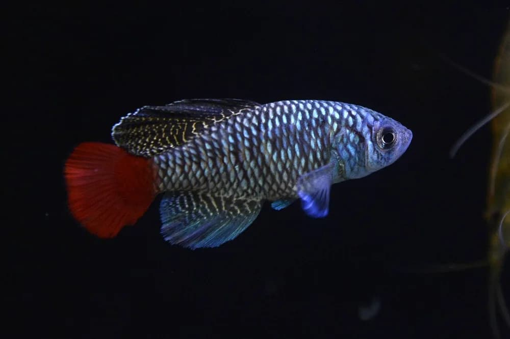 Blue Notho