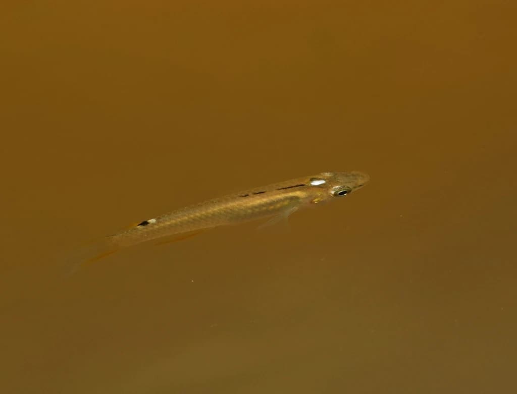 Blue Panchax